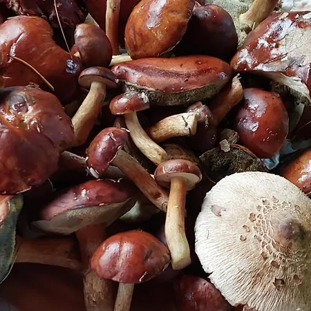 Prázdninový dům Rosenrot Am *